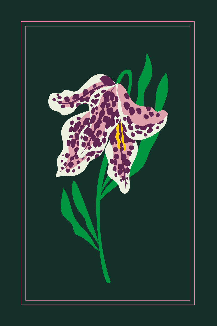 Tulipe des marais
